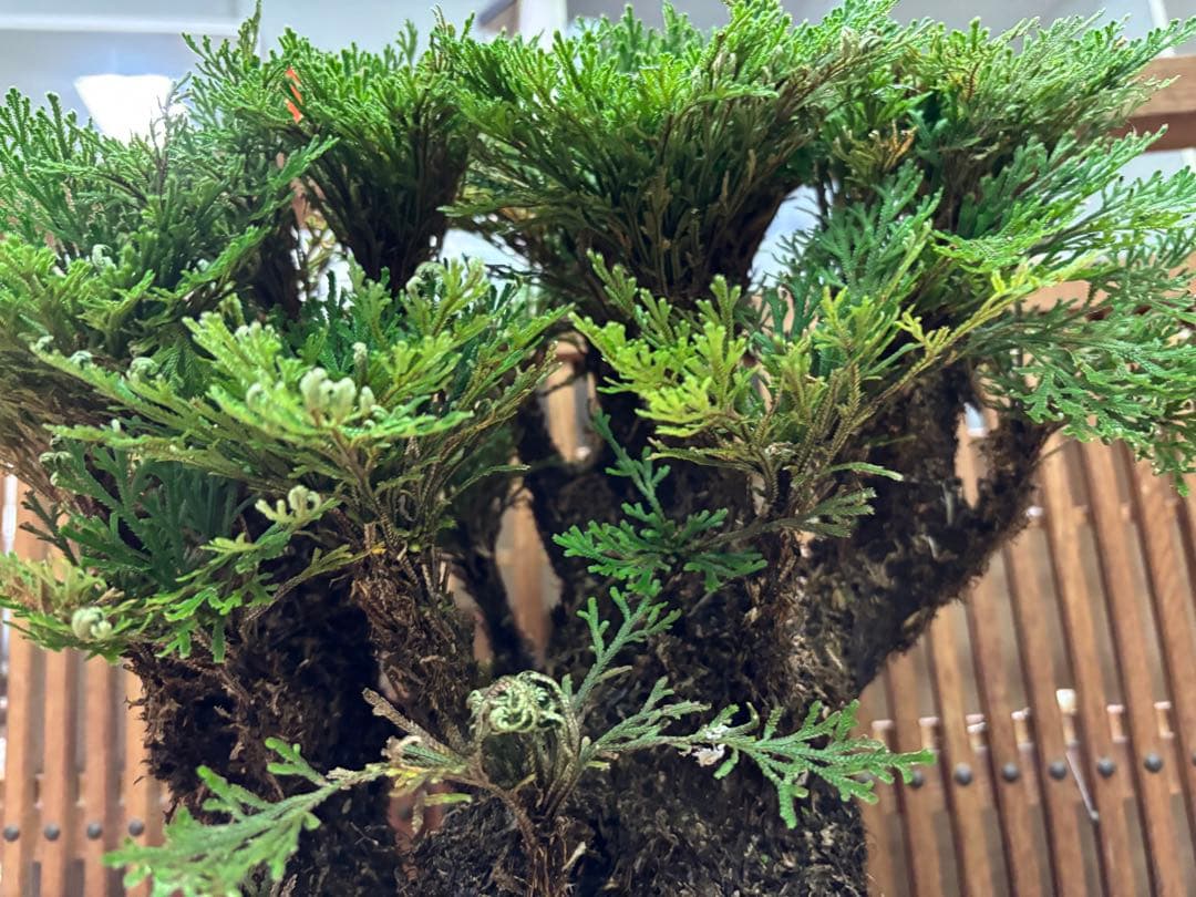 ❻ 金運UP イワヒバ 首長最上株物 超多株２０多幹３０年以上物