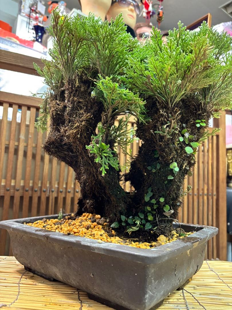 ❻ 金運UP イワヒバ 首長最上株物 超多株２０多幹３０年以上物