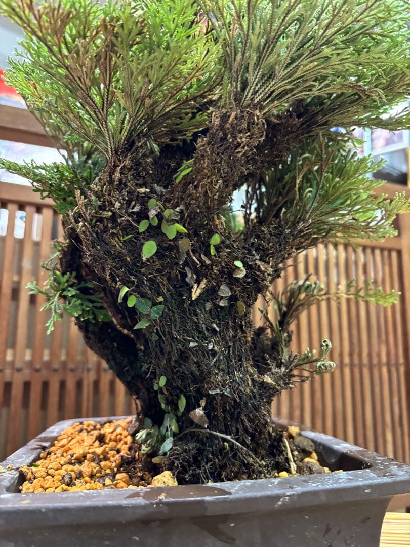 ❻ 金運UP イワヒバ 首長最上株物 超多株２０多幹３０年以上物