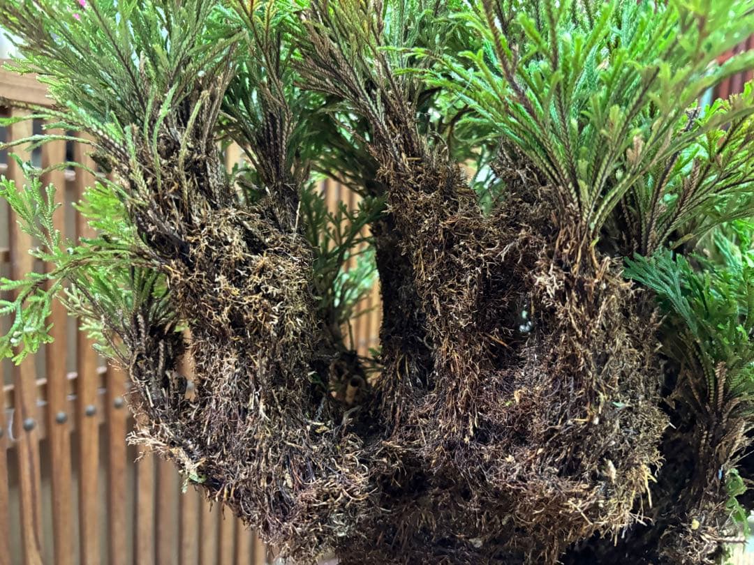 ❻ 金運UP イワヒバ 首長最上株物 超多株２０多幹３０年以上物