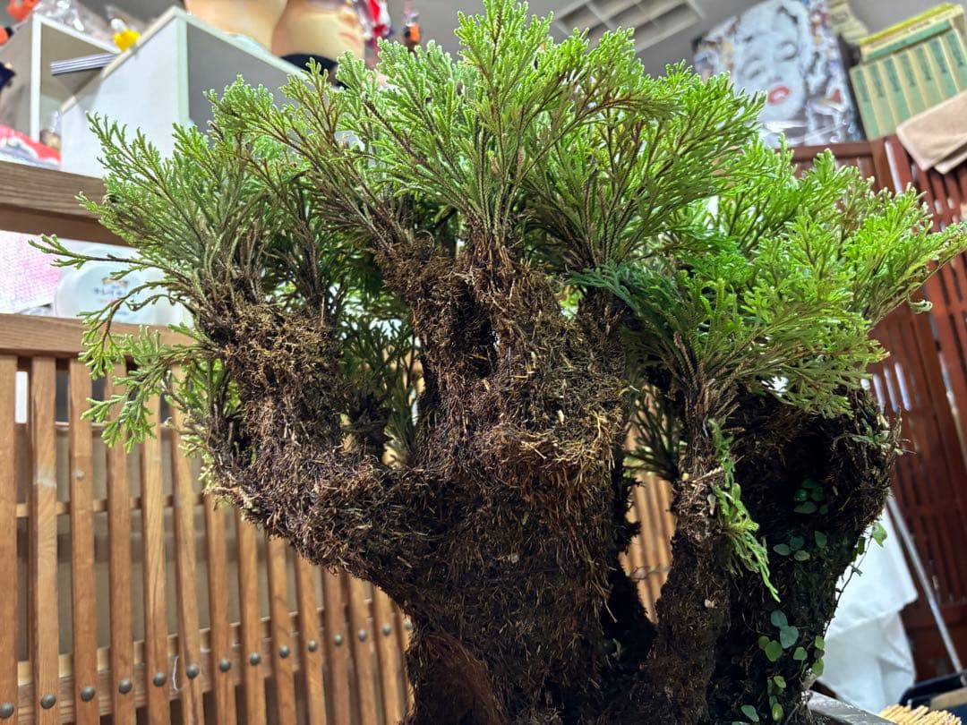 ❻ 金運UP イワヒバ 首長最上株物 超多株２０多幹３０年以上物