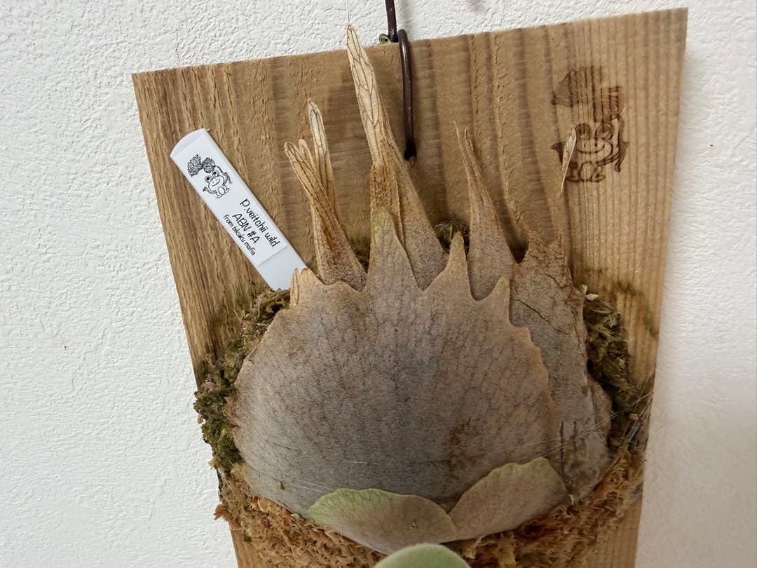 オリジナル 子株 veitchii wild ABN #A ビカクシダ OC - メルカリ