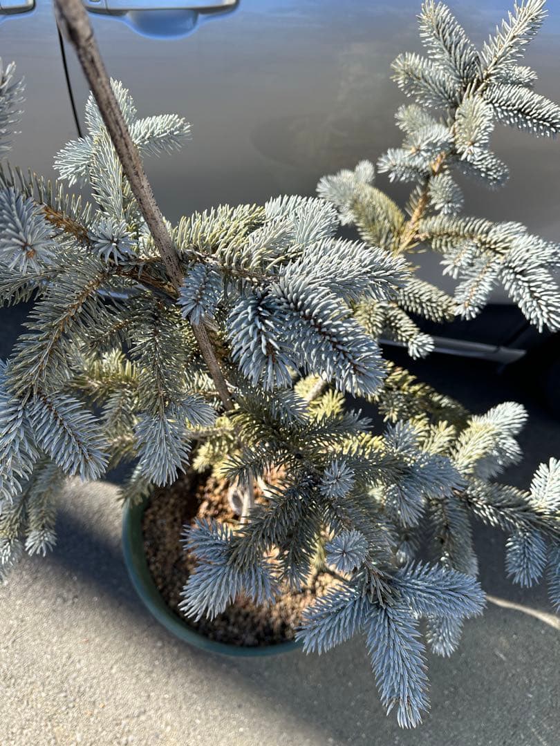 特大 125cm プンゲンストウヒ　ホプシー　ガーデニング