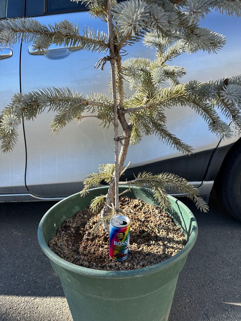 特大 125cm プンゲンストウヒ　ホプシー　ガーデニング