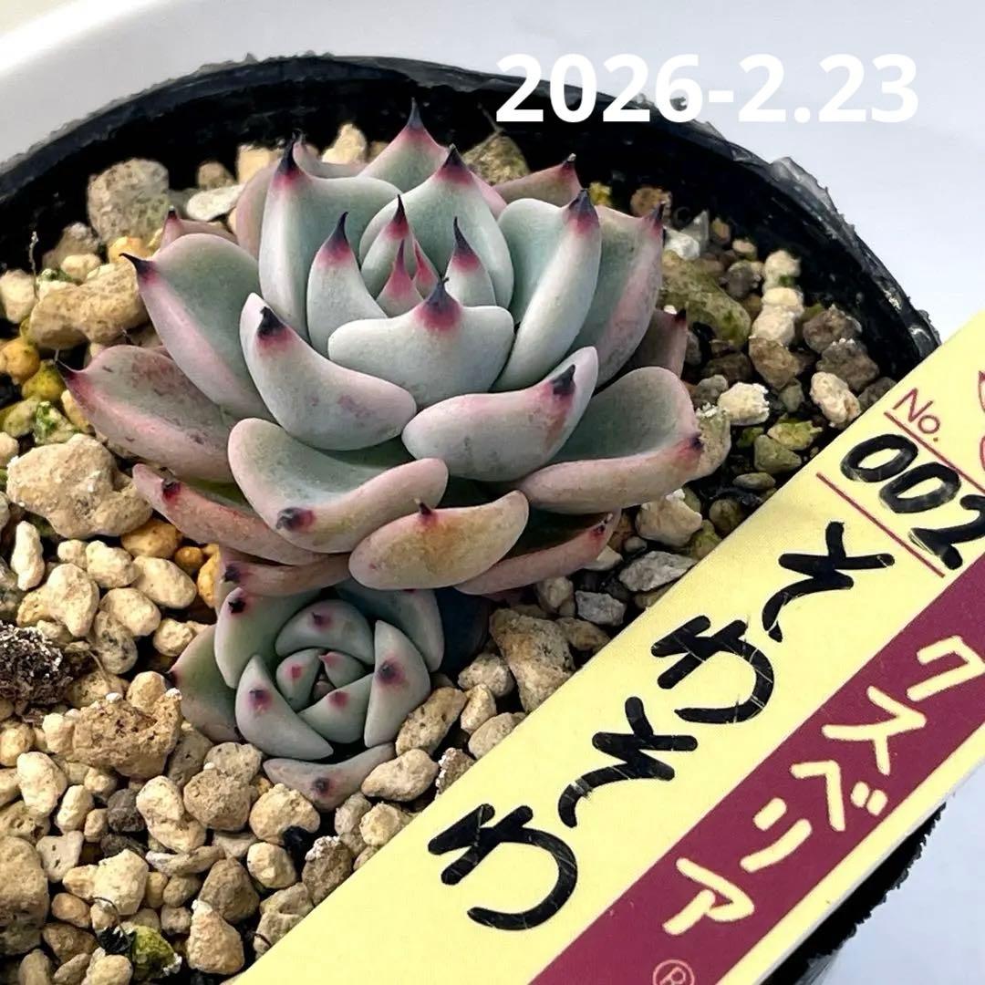 カッコ可愛い！ ミックスベリア そわそわ 双頭 抜き苗 第4種発送