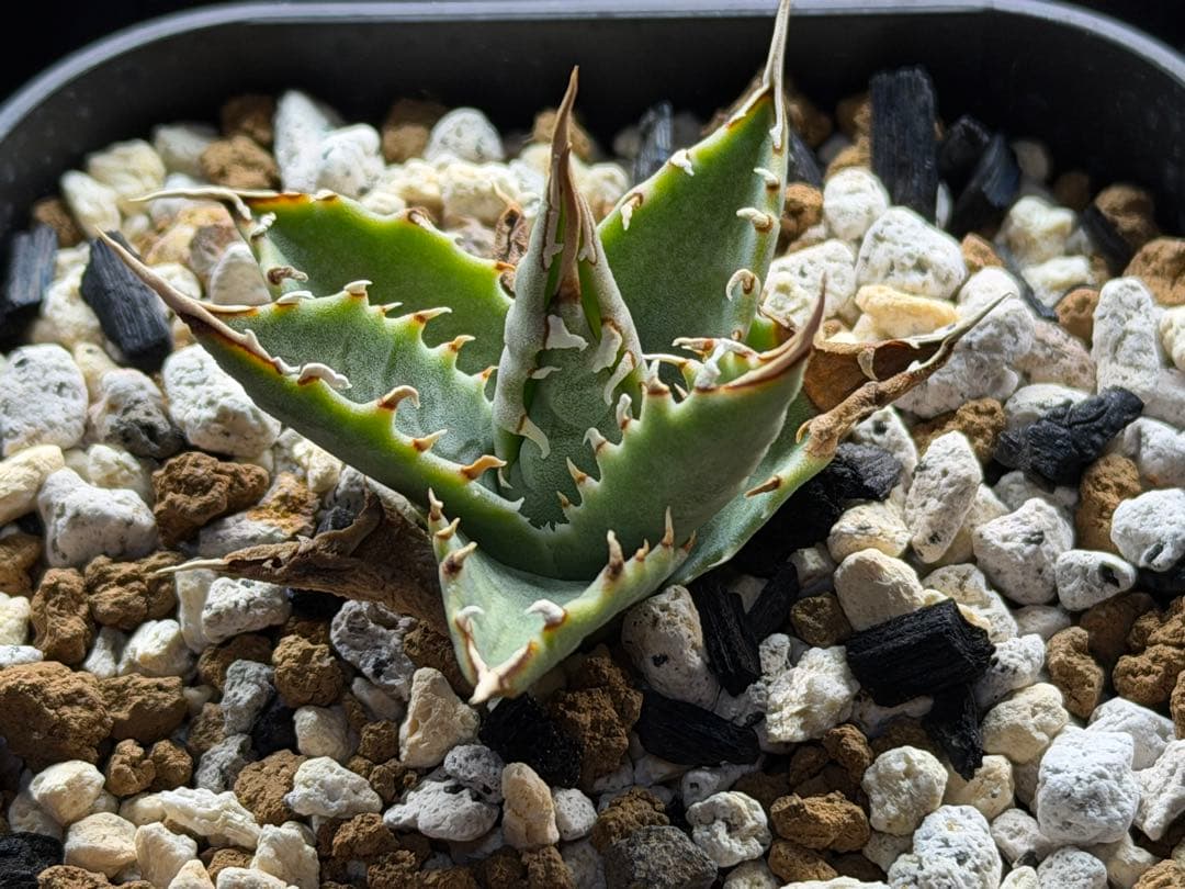 アガベ　エボリスピナ選抜実生株　鉢ごと発送　E-1