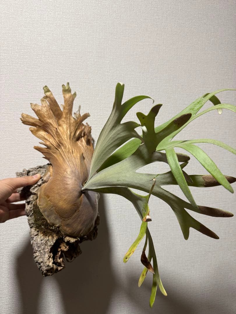 ビカクシダ P. willinckii 'Kaika' カイカ