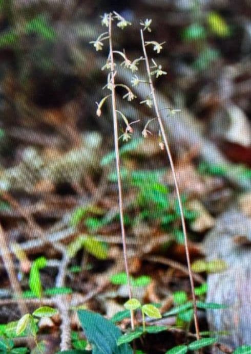 植キチのタケちゃん様まとめ買い専用です。