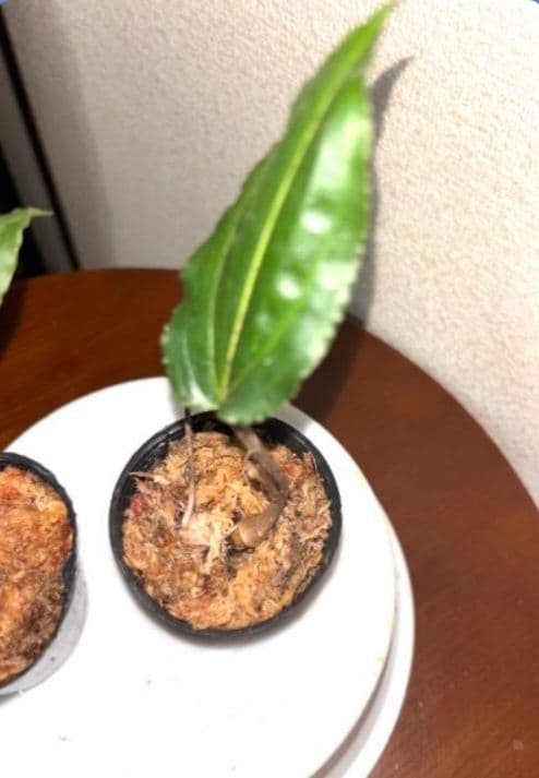 植キチのタケちゃん様まとめ買い専用です。