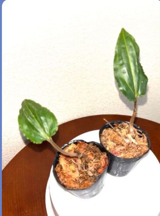 植キチのタケちゃん様まとめ買い専用です。