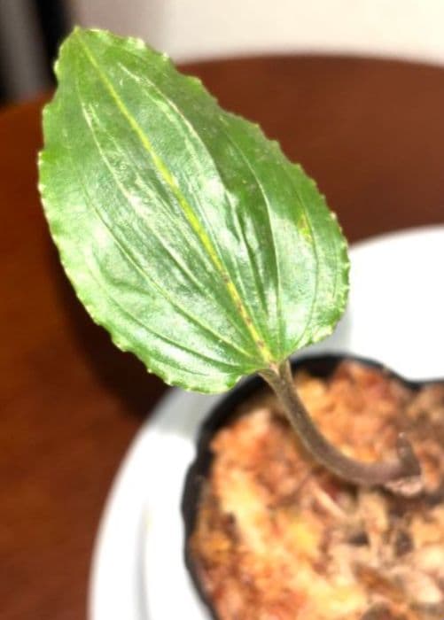 植キチのタケちゃん様まとめ買い専用です。