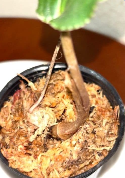 植キチのタケちゃん様まとめ買い専用です。