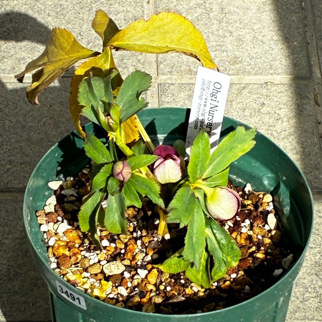 も*読様 3491☘️蕾花、タグ付き☘️金SD⭐️オーレア⭐️小輪⭐️金/紅ツー