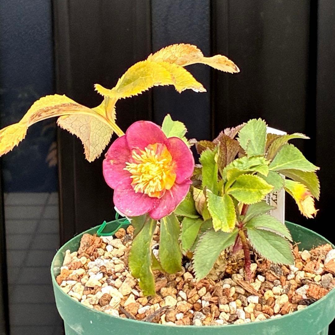 も*読様 3491☘️蕾花、タグ付き☘️金SD⭐️オーレア⭐️小輪⭐️金/紅ツー