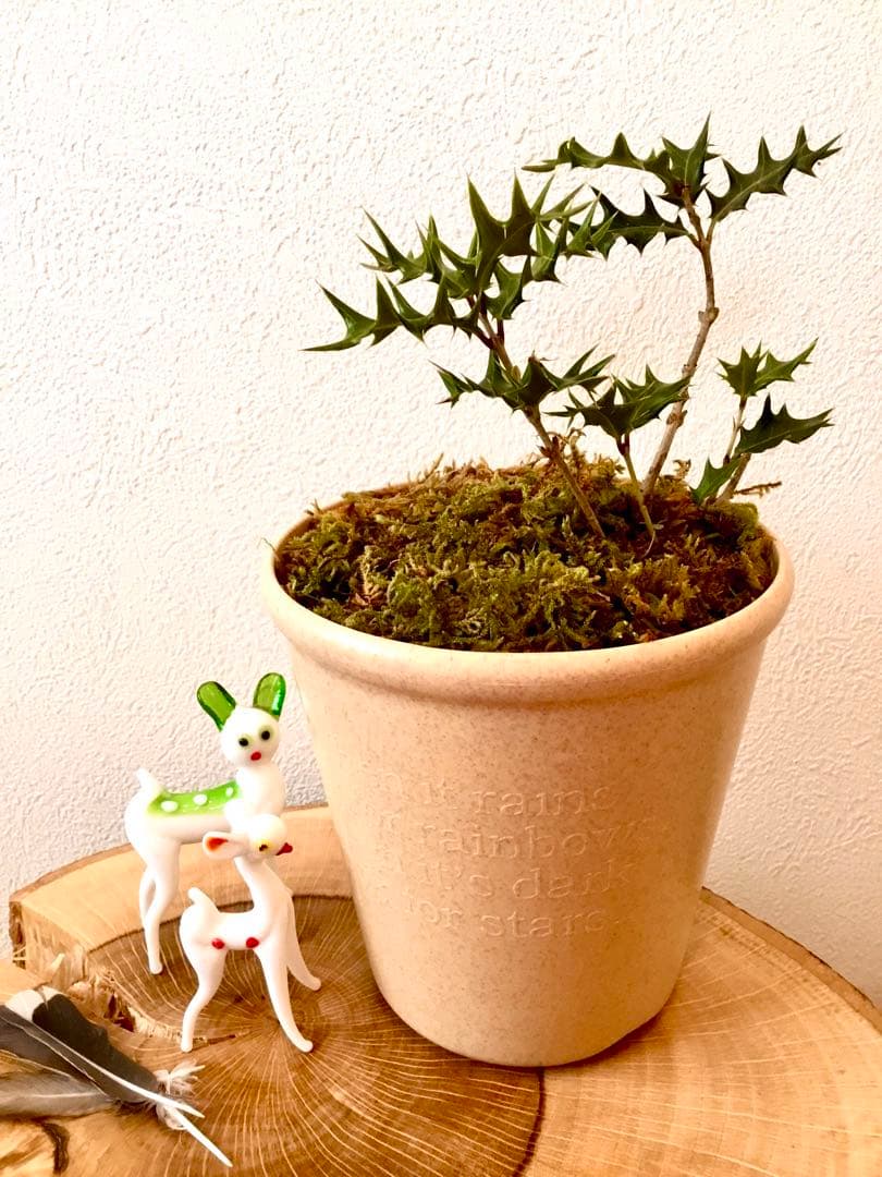 【完売】元気いっぱい！【可愛い天然野生の柊さん】柊/ヒイラギ/ひいらぎ