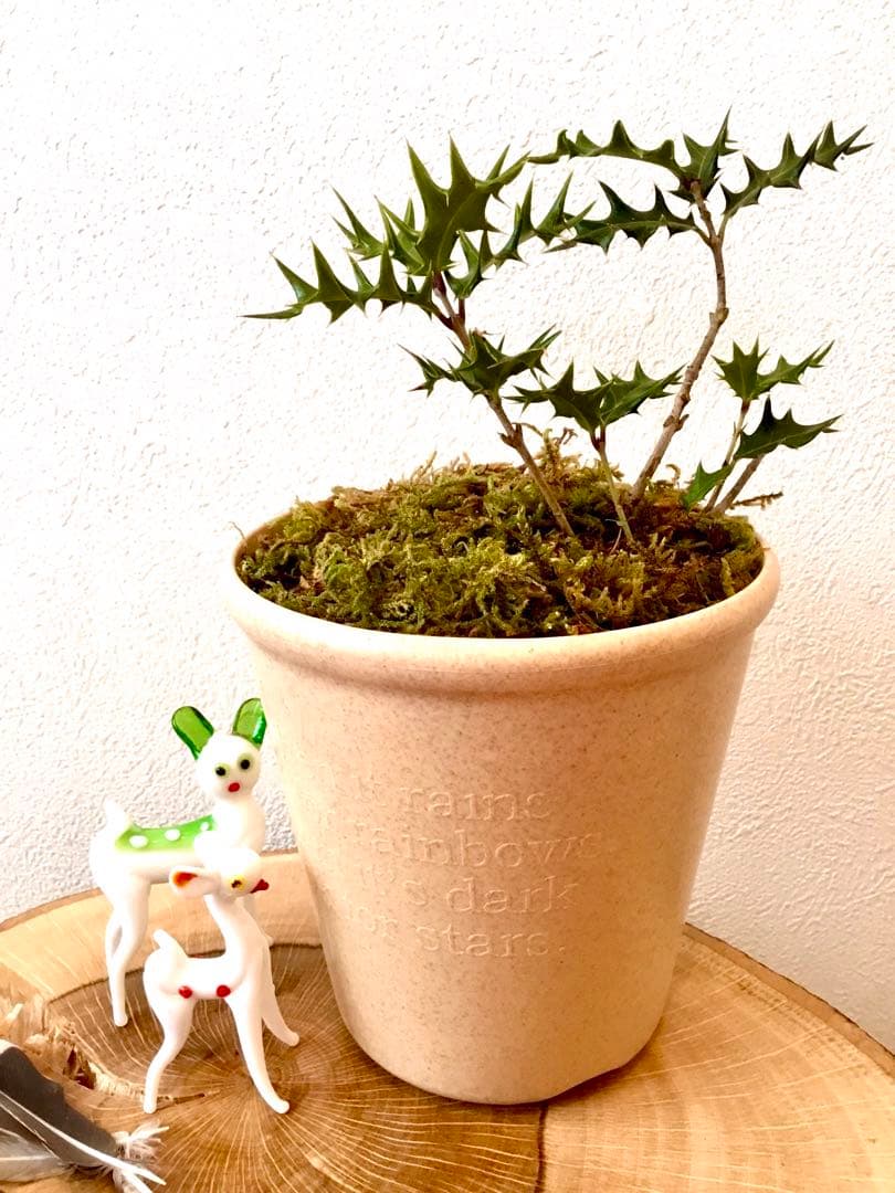 【完売】元気いっぱい！【可愛い天然野生の柊さん】柊/ヒイラギ/ひいらぎ