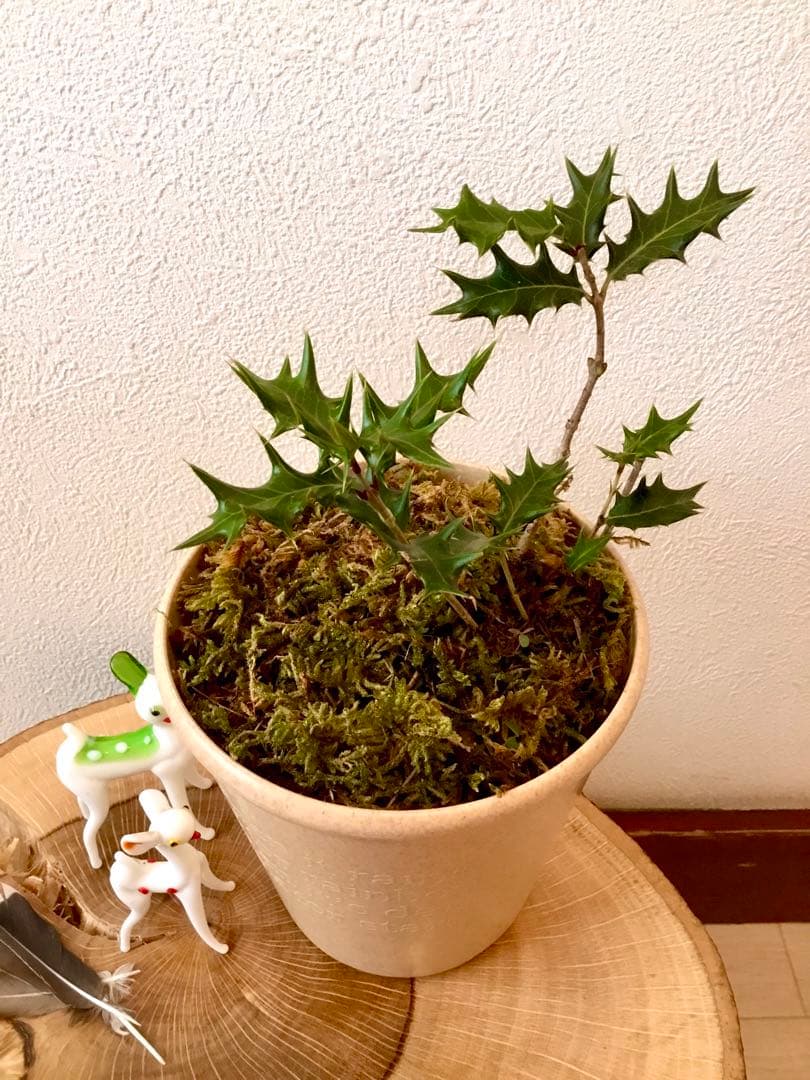 【完売】元気いっぱい！【可愛い天然野生の柊さん】柊/ヒイラギ/ひいらぎ