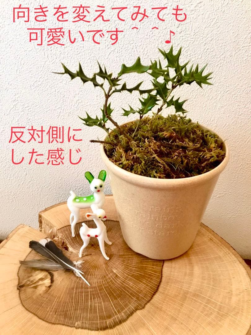 【完売】元気いっぱい！【可愛い天然野生の柊さん】柊/ヒイラギ/ひいらぎ