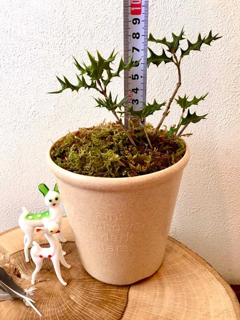 【完売】元気いっぱい！【可愛い天然野生の柊さん】柊/ヒイラギ/ひいらぎ