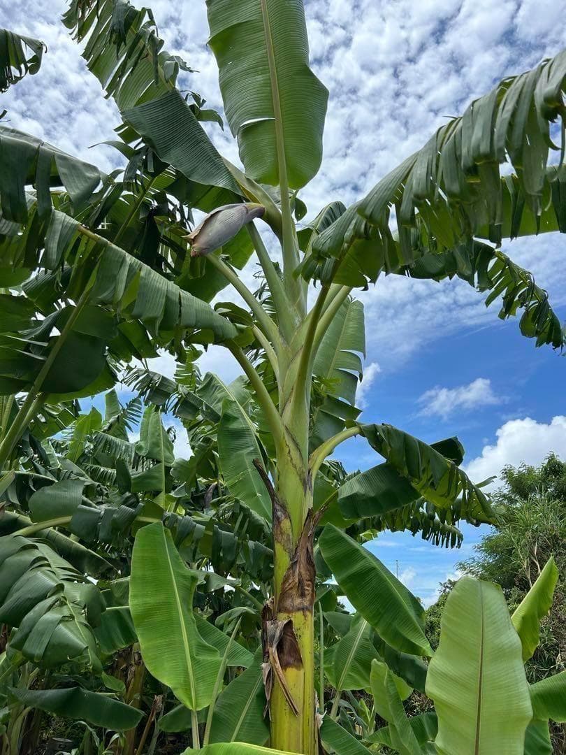 最後1苗◆銀バナナ、160㎝巨大苗＝価格破壊◆TVで紹介、圧倒的な糖度・耐寒強