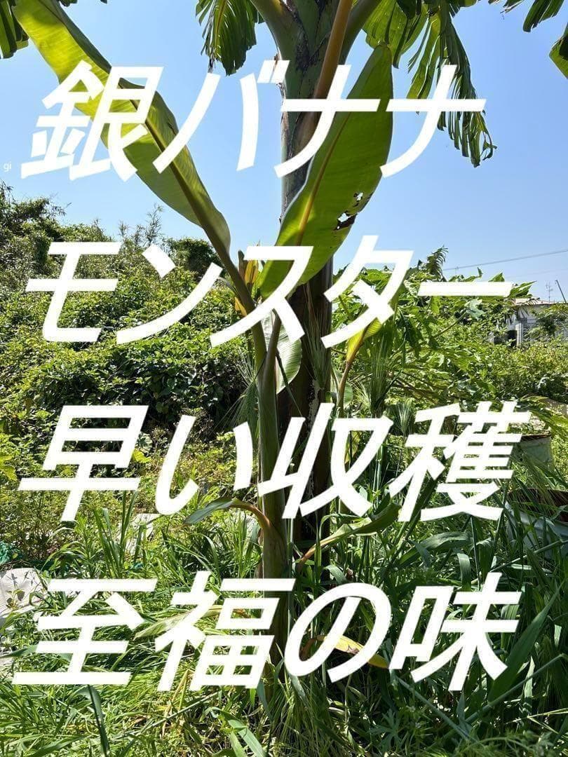 最後1苗◆銀バナナ、160㎝巨大苗＝価格破壊◆TVで紹介、圧倒的な糖度・耐寒強