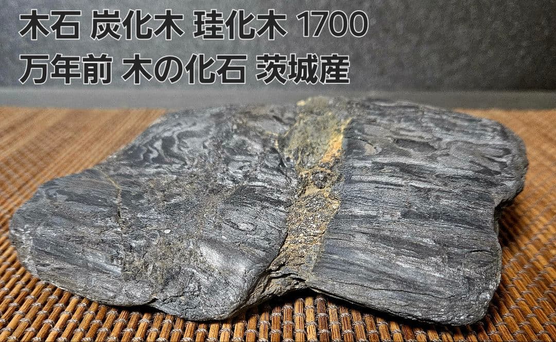 木石 炭化木 珪化木 1700万年前 木の化石 茨城県産 水石 鑑賞石盆栽