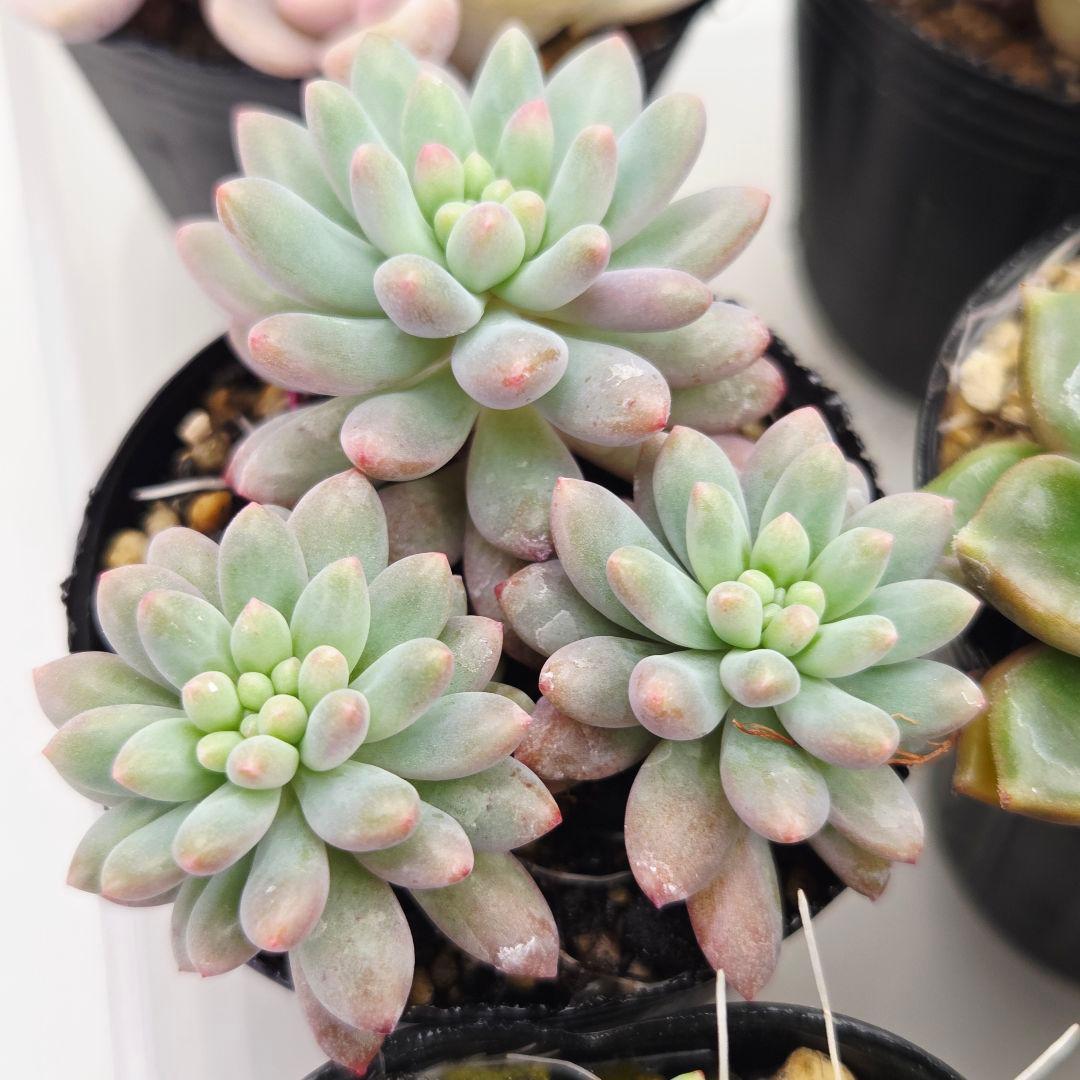 ㊸全15苗 つぶつぶ屋さん 萌牡丹❣️あられ❣️姫花火❣️発根済ネコポス込