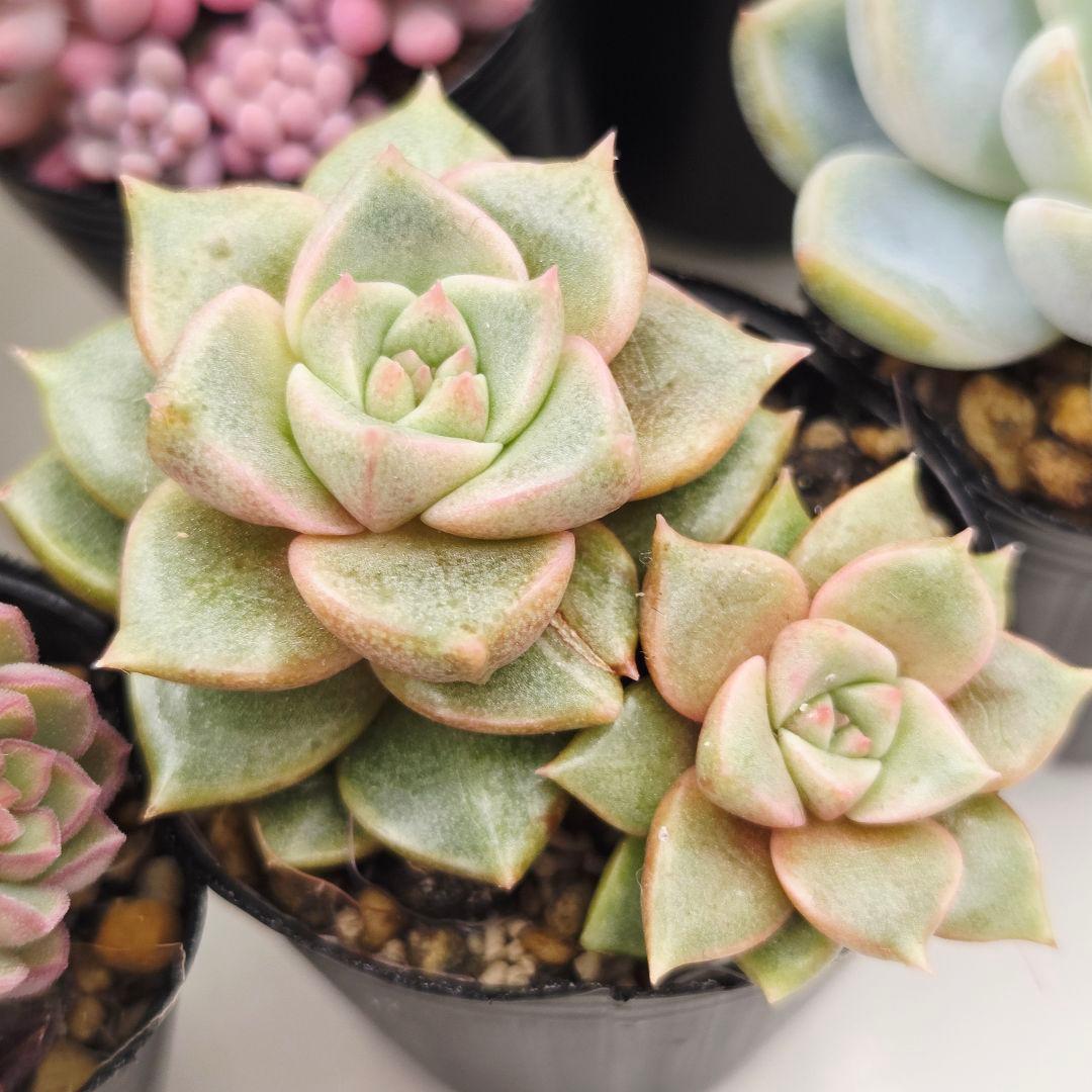 ㊸全15苗 つぶつぶ屋さん 萌牡丹❣️あられ❣️姫花火❣️発根済ネコポス込