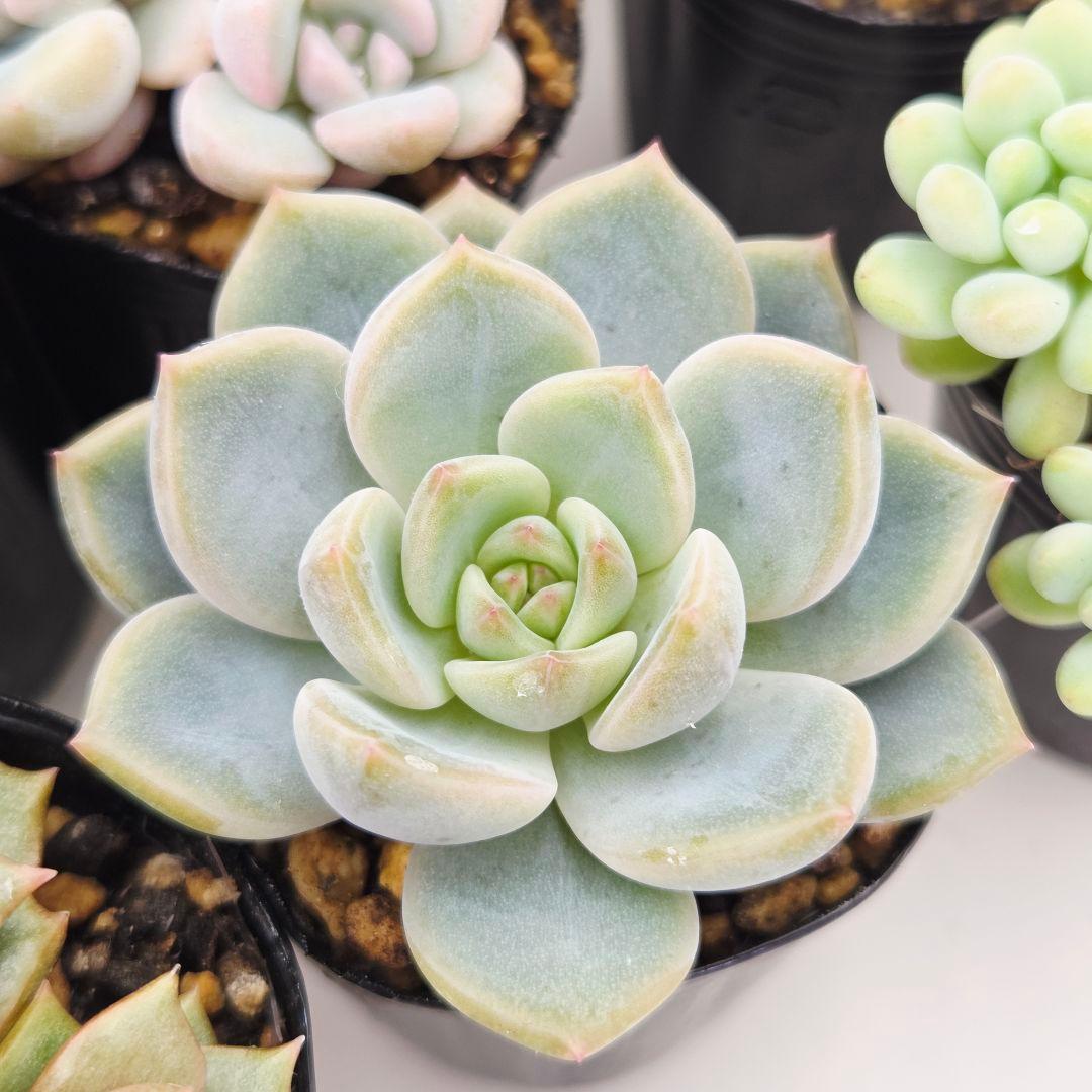 ㊸全15苗 つぶつぶ屋さん 萌牡丹❣️あられ❣️姫花火❣️発根済ネコポス込