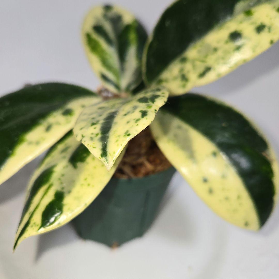 Hoya carnosa ' Madara snow angel' - メルカリ