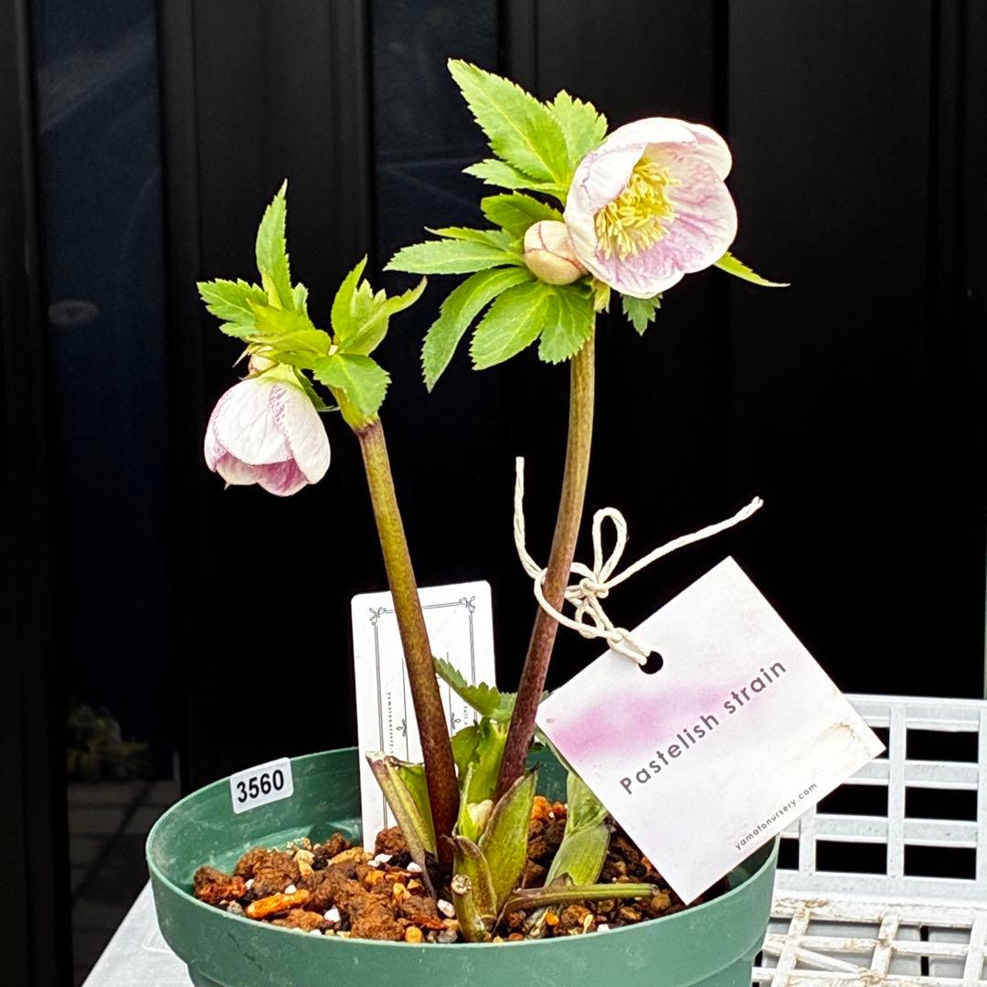 か*み様 3560☘️蕾花タグ付き☘️パステリッシュストレイン⭐️小輪⭐️優しい