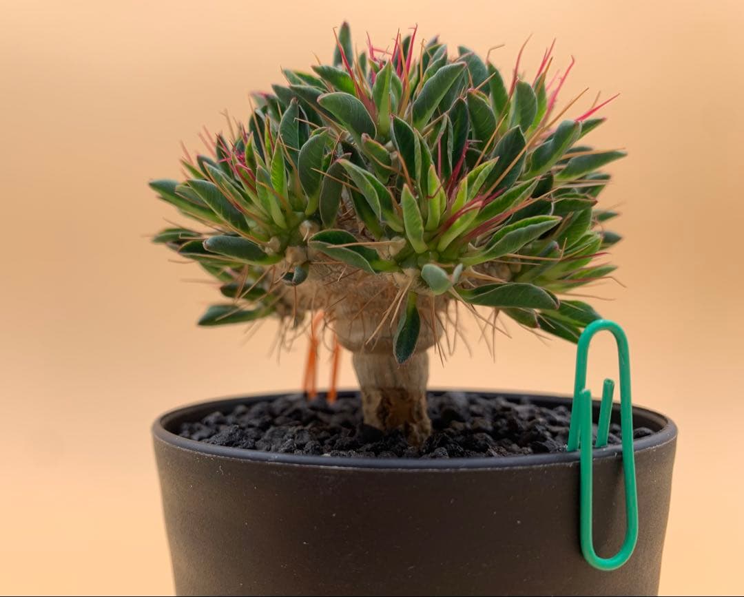 ユーフォルビア ギラウミニアナ 実生株 eg85 【鉢ごとメルカリ便】