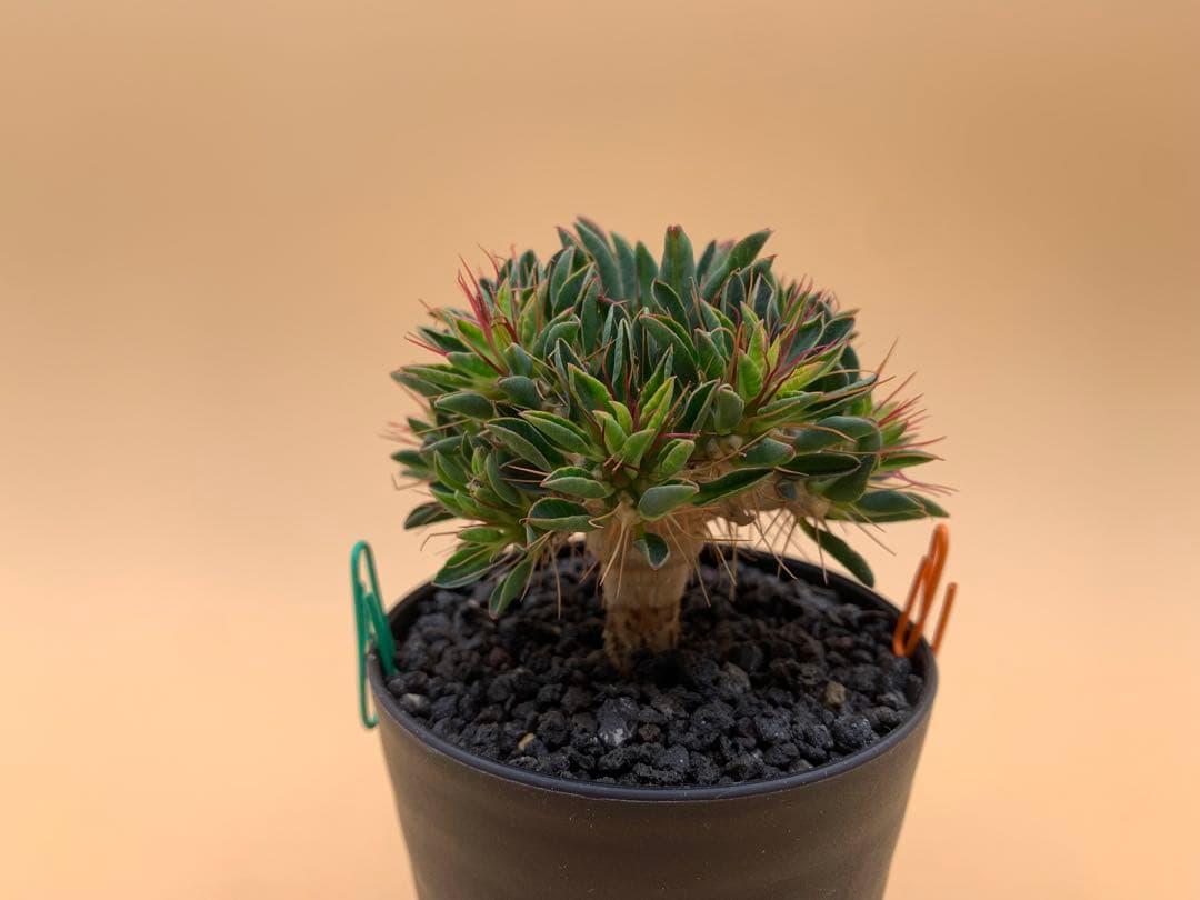 ユーフォルビア ギラウミニアナ 実生株 eg85 【鉢ごとメルカリ便】