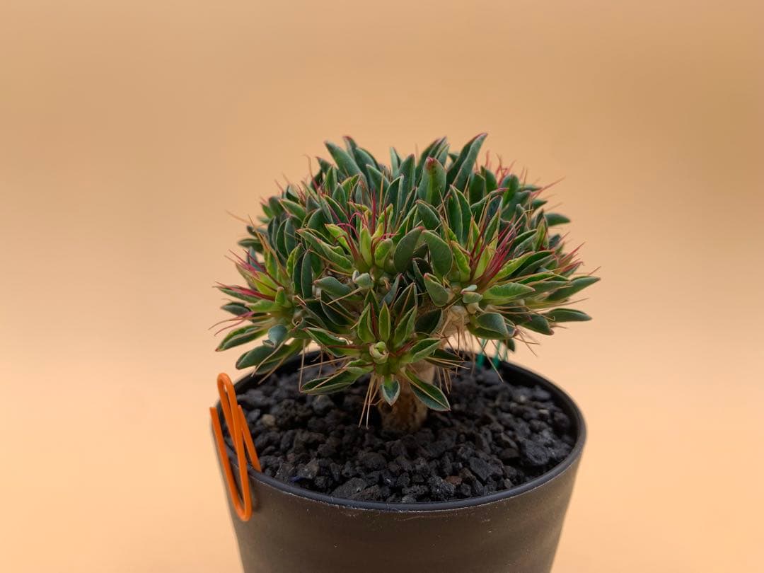 ユーフォルビア ギラウミニアナ 実生株 eg85 【鉢ごとメルカリ便】