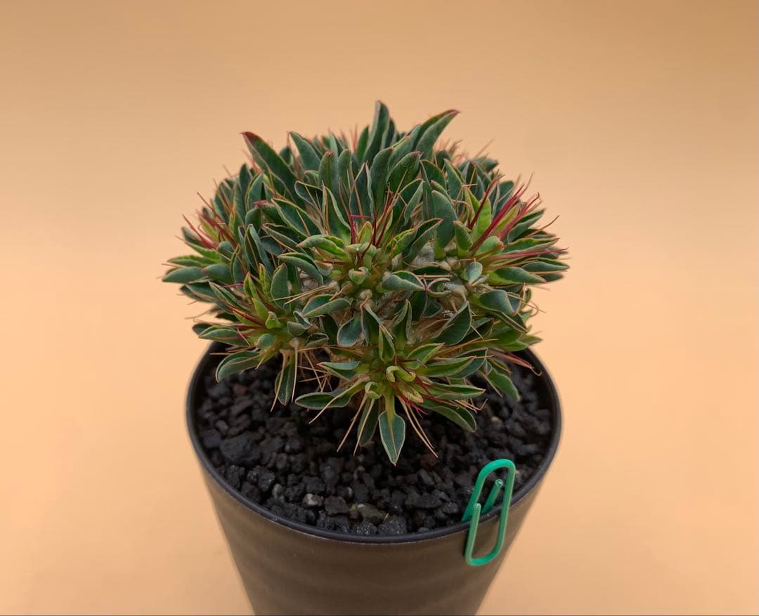 ユーフォルビア ギラウミニアナ 実生株 eg85 【鉢ごとメルカリ便】