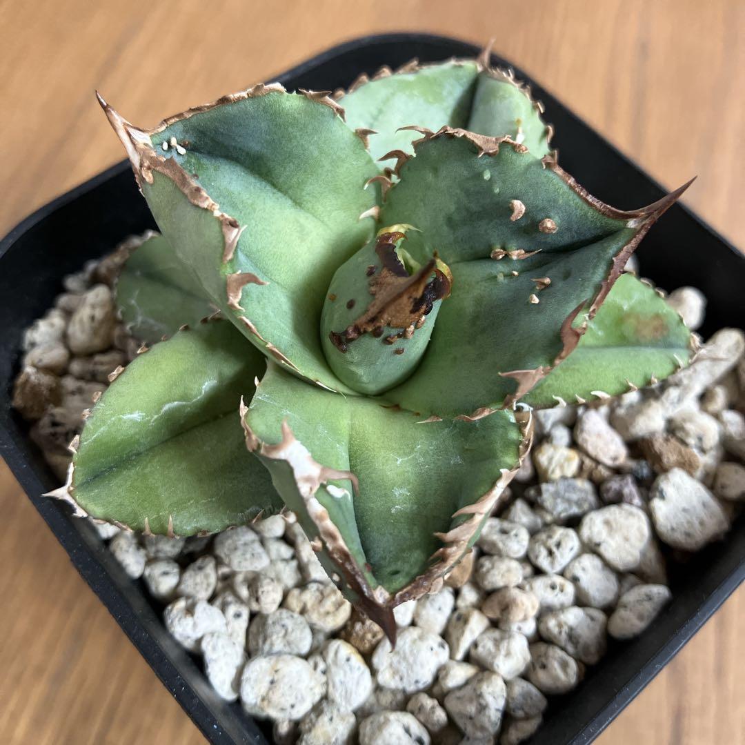 S*2様 【クリスマスオークション】④サイズ大　ぶつぶつ　アガベ　鰐亀　TC