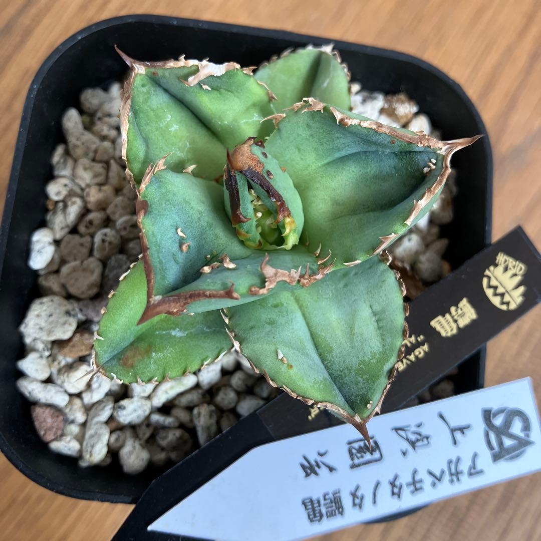 S*2様 【クリスマスオークション】④サイズ大　ぶつぶつ　アガベ　鰐亀　TC