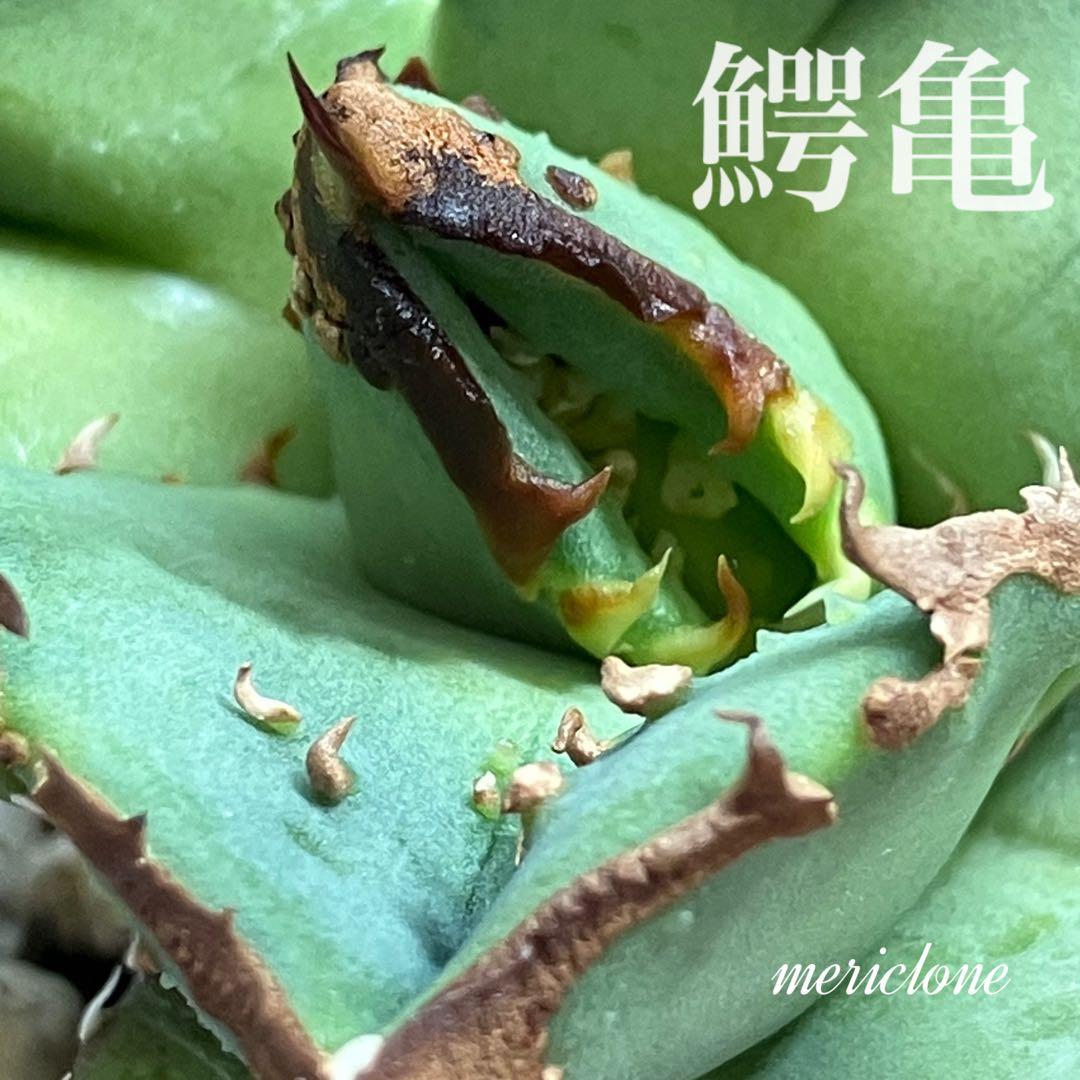 S*2様 【クリスマスオークション】④サイズ大　ぶつぶつ　アガベ　鰐亀　TC