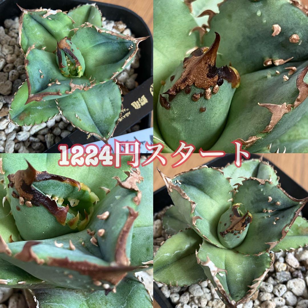 S*2様 【クリスマスオークション】④サイズ大　ぶつぶつ　アガベ　鰐亀　TC