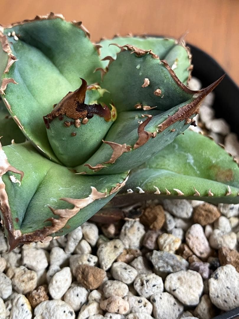 S*2様 【クリスマスオークション】④サイズ大　ぶつぶつ　アガベ　鰐亀　TC