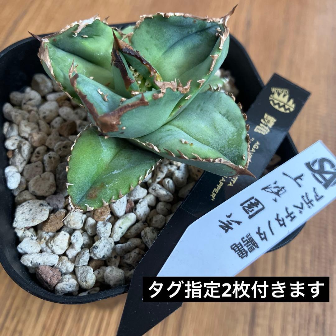 S*2様 【クリスマスオークション】④サイズ大　ぶつぶつ　アガベ　鰐亀　TC