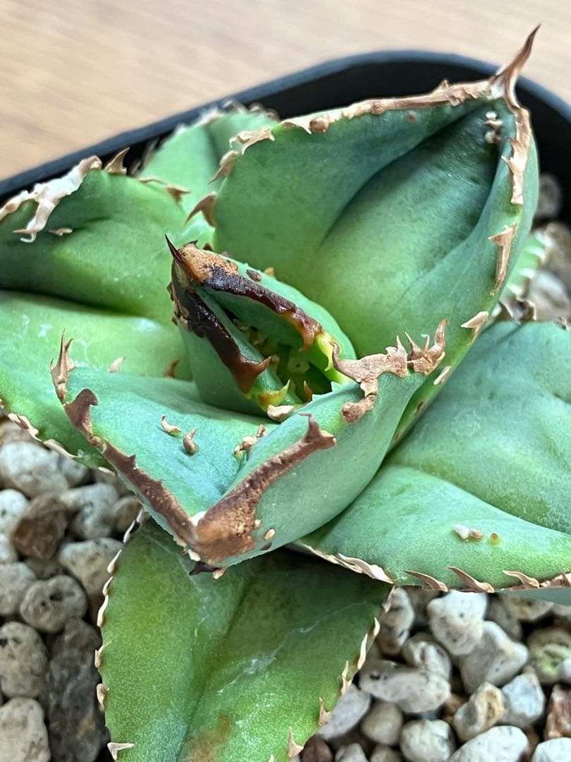 S*2様 【クリスマスオークション】④サイズ大　ぶつぶつ　アガベ　鰐亀　TC