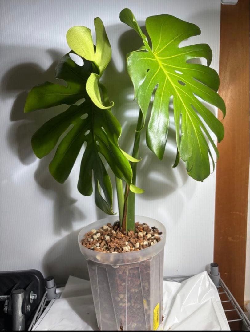 びっくらぽん☆モンステラ