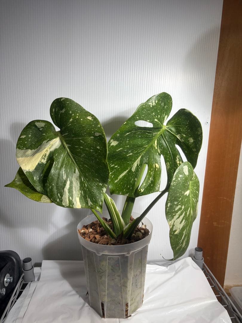 びっくらぽん☆モンステラ