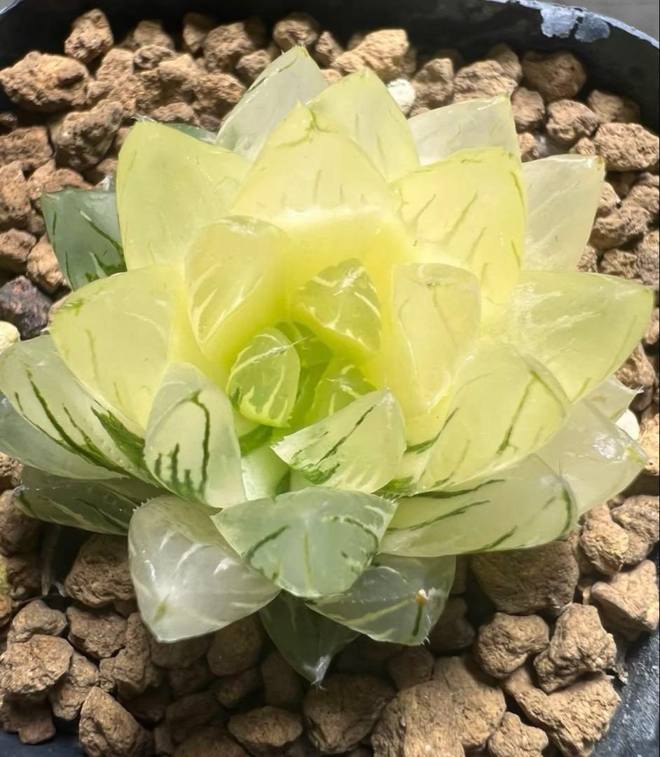 多肉植物 ハオルチア 竜鱗オブツーサ錦 糊斑 - メルカリ
