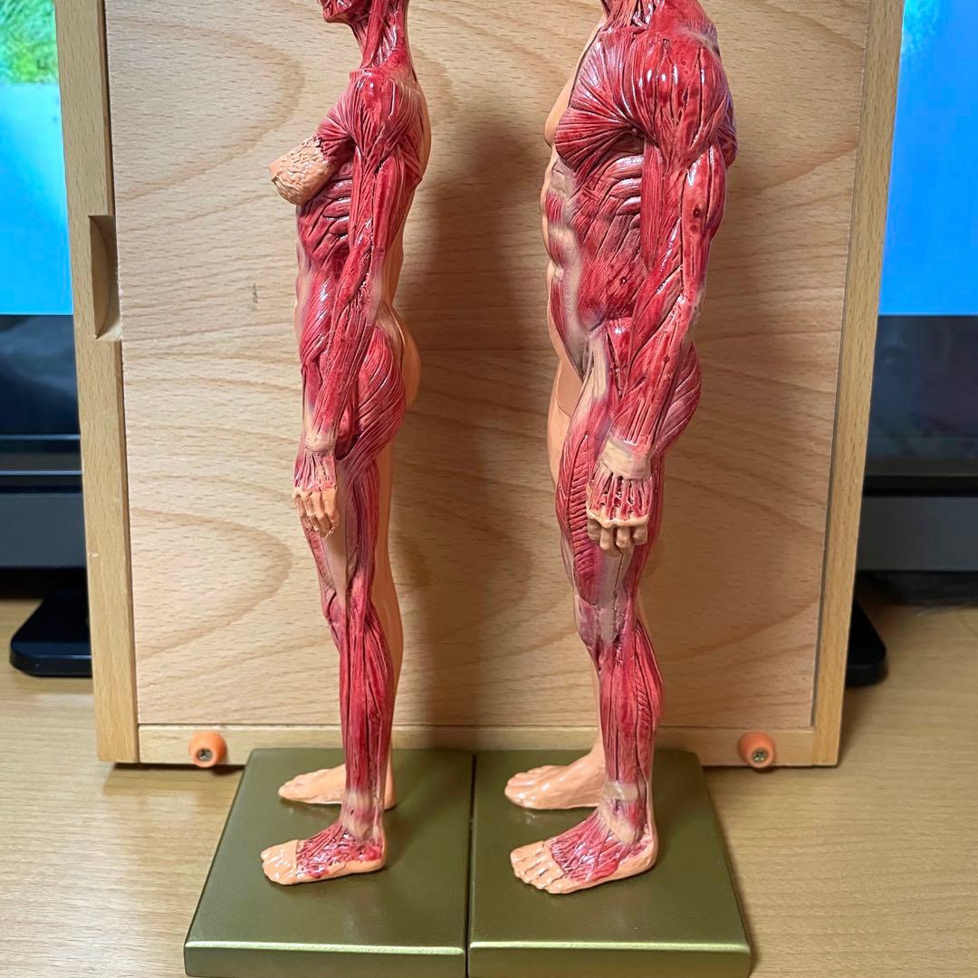 人体模型 超合金 男女セット