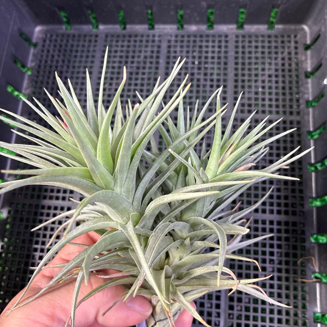 T.aeranthos 'Midnight Blue Flower form' Aeranthos | Love Tillys