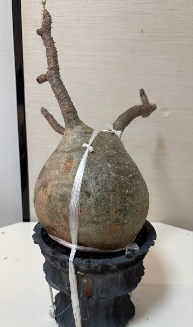 発根済み　大株グラキリス／芽吹き・蕾あり