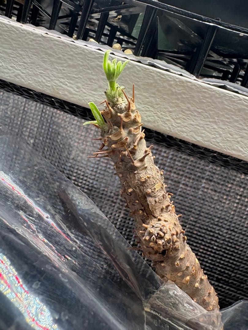 発根済み　大株グラキリス／芽吹き・蕾あり