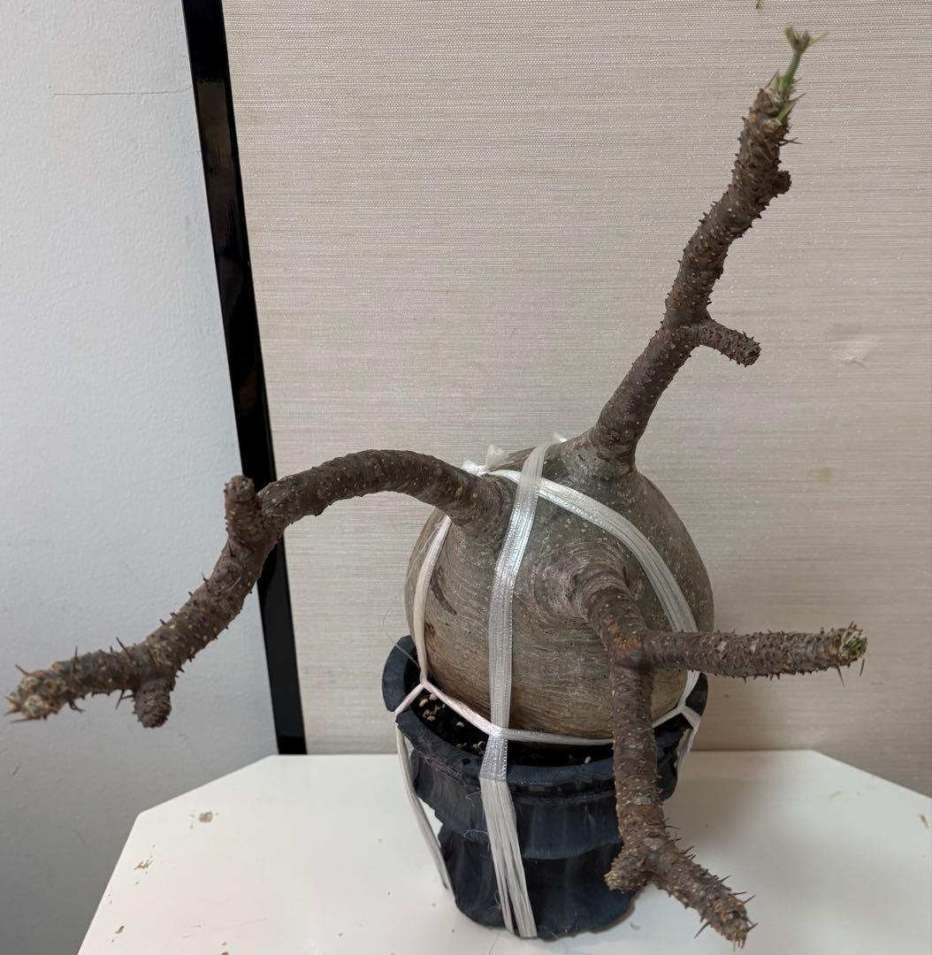 発根済み　大株グラキリス／芽吹き・蕾あり